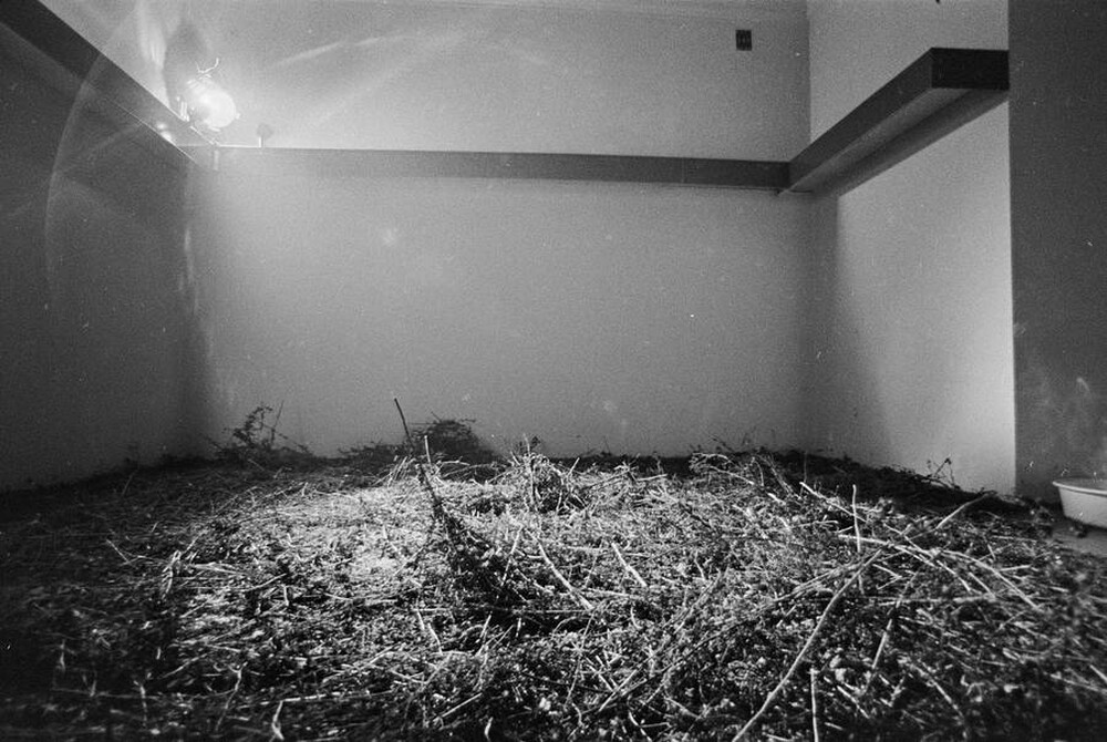 Krzysztof Zarębski, performans &bdquo;Kwiaty&rdquo;, Liga Kobiet, Warszawa, 1971