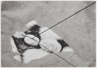 Obiekty dynamiczne w rzece Świder